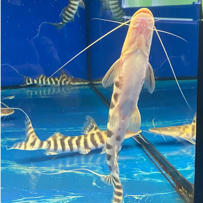 羅非魚可以和龍魚混養嗎圖片大全