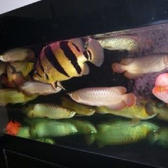 羅非魚可以和龍魚混養嗎圖片大全