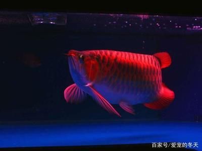 只養一條龍魚好不好：養招財龍魚的基本方法