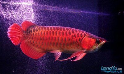 紅龍魚各個階段的喂食：紅龍魚各個階段喂食指南