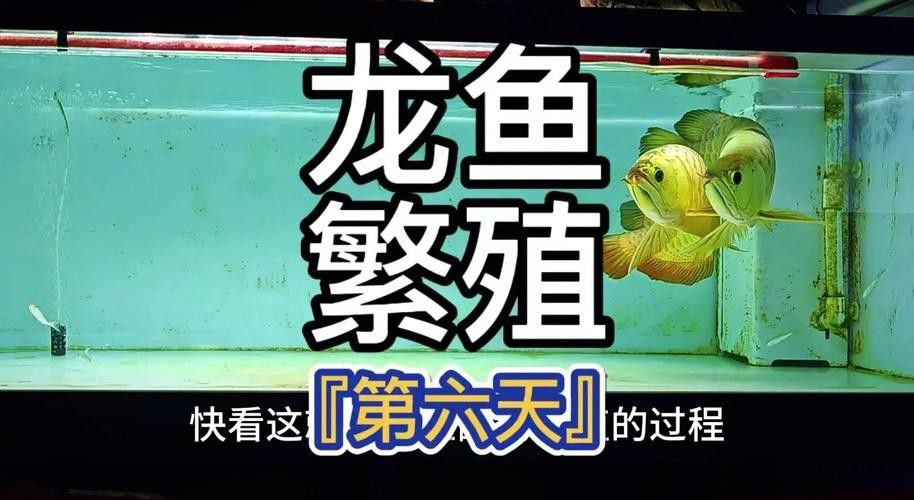 虎斑恐龍魚繁殖周期多長啊圖片