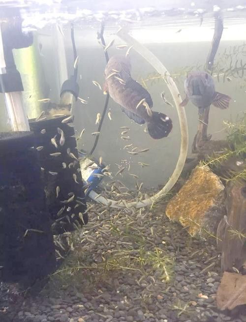 虎斑恐龍魚繁殖周期多長啊圖片