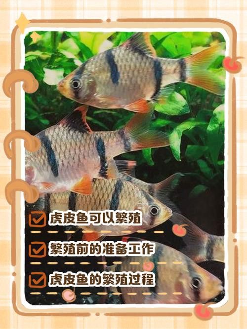 虎斑恐龍魚繁殖周期多長啊圖片