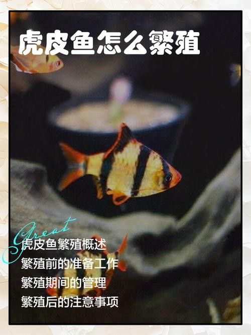虎斑恐龍魚繁殖周期多長啊圖片