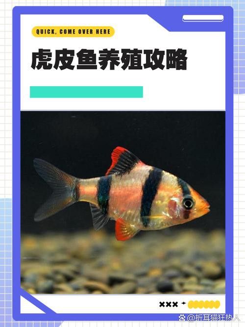 虎斑恐龍魚繁殖周期多長啊圖片