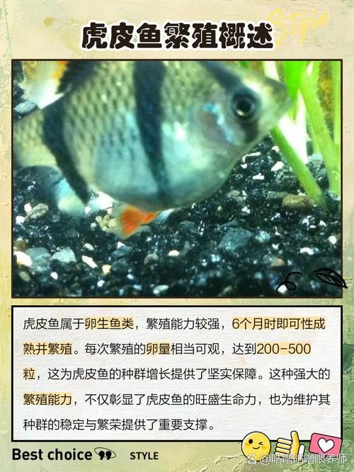 虎斑恐龍魚繁殖周期多長啊圖片