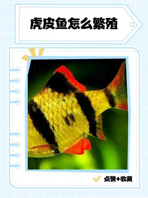 虎斑恐龍魚繁殖周期多長啊圖片