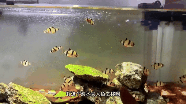 虎斑恐龍魚繁殖周期多長啊圖片