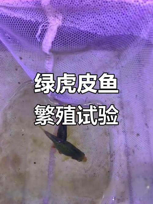 虎斑恐龍魚繁殖周期多長啊圖片