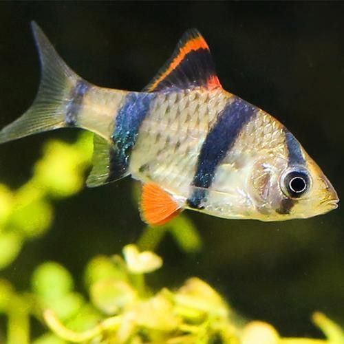 虎斑恐龍魚繁殖周期多長啊圖片