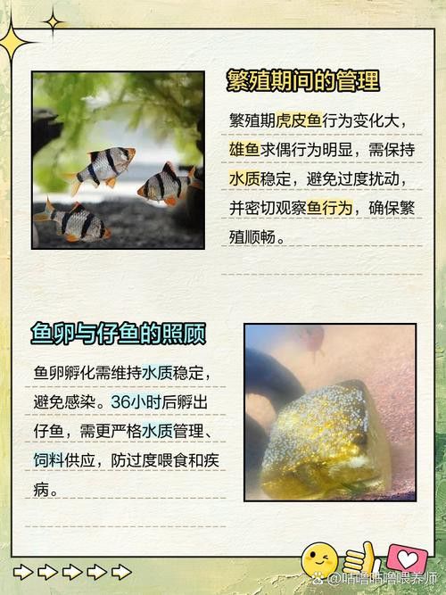 虎斑恐龍魚繁殖周期多長啊圖片