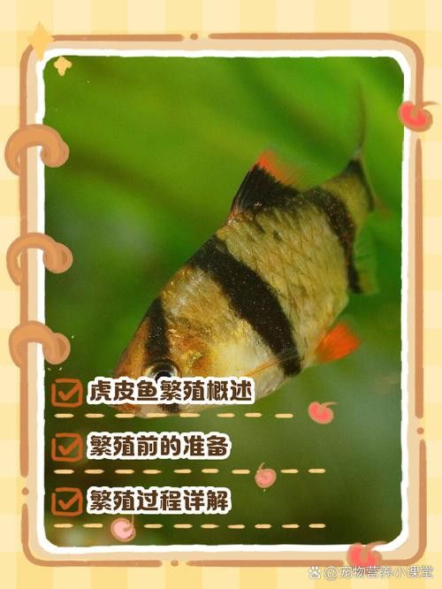 虎斑恐龍魚繁殖周期多長啊圖片