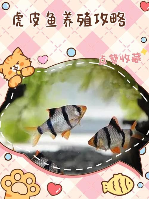 虎斑恐龍魚繁殖周期多長啊圖片