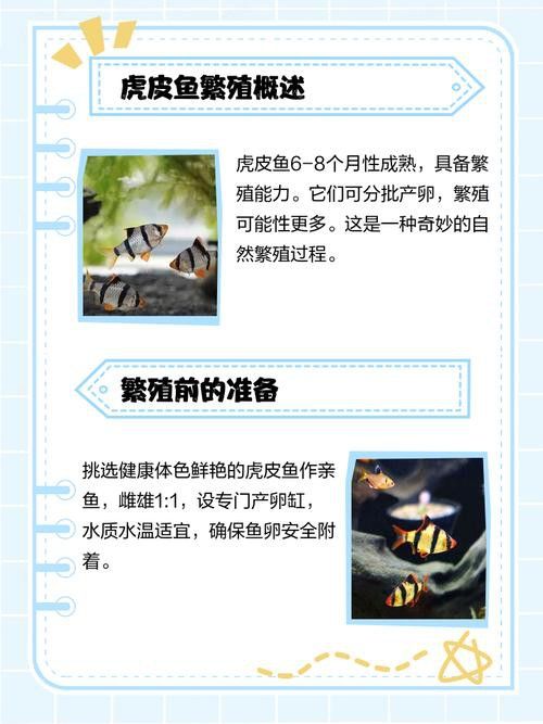 虎斑恐龍魚繁殖周期多長啊圖片