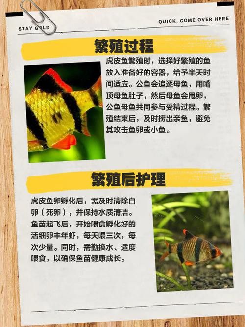 虎斑恐龍魚繁殖周期多長啊圖片