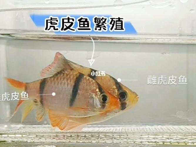 虎斑恐龍魚繁殖周期多長啊圖片