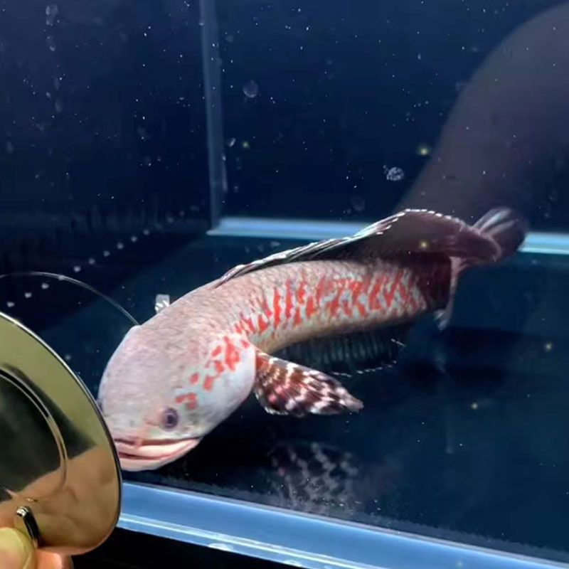 龍魚和飛鳳混養(yǎng)可以嗎：龍魚能和飛鳳一起養(yǎng)嗎？怎么養(yǎng)好？