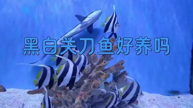 哪種關刀魚最好看又好養(yǎng)