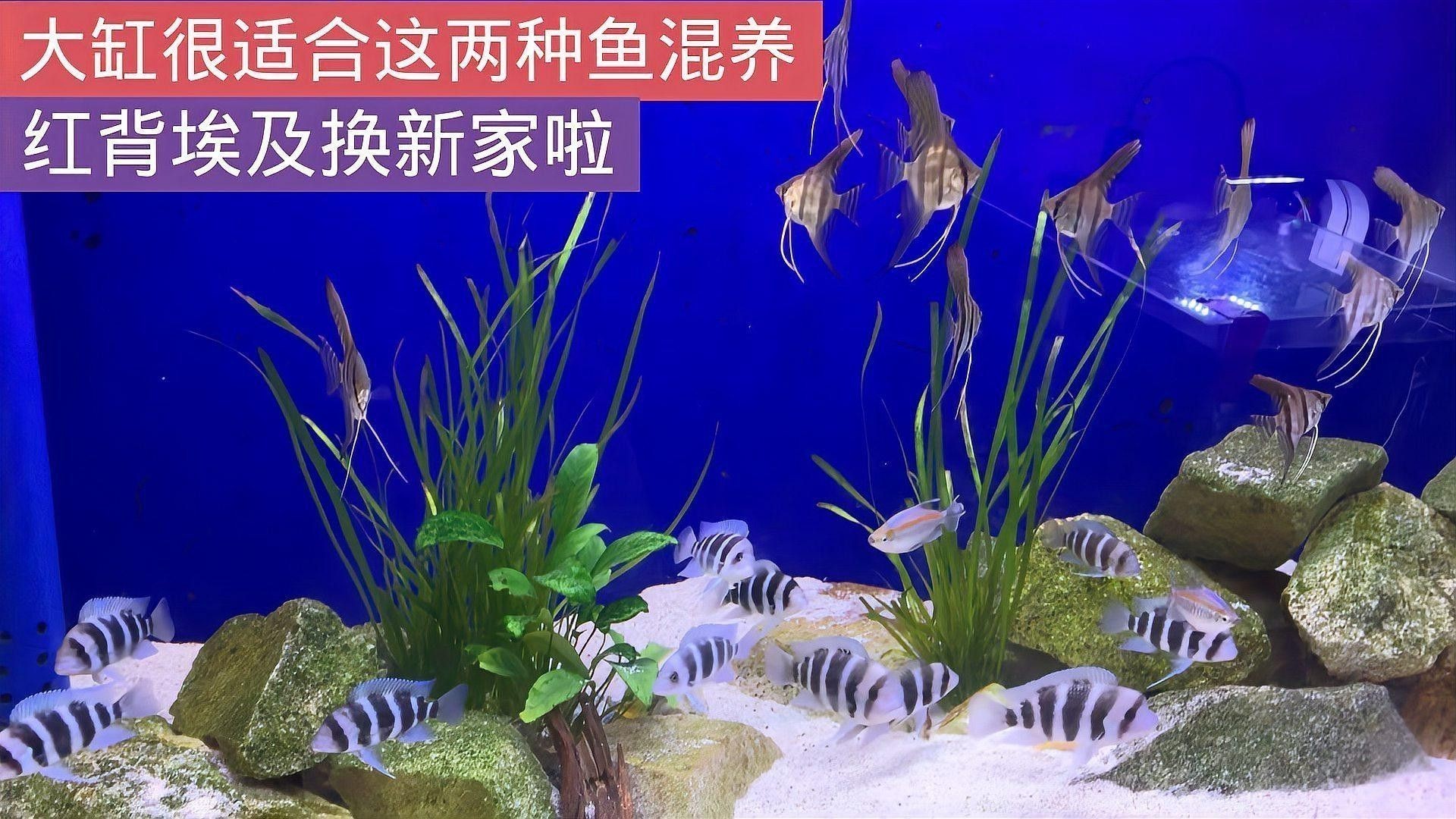 彩蝶埃及缸可以養龍魚嗎視頻