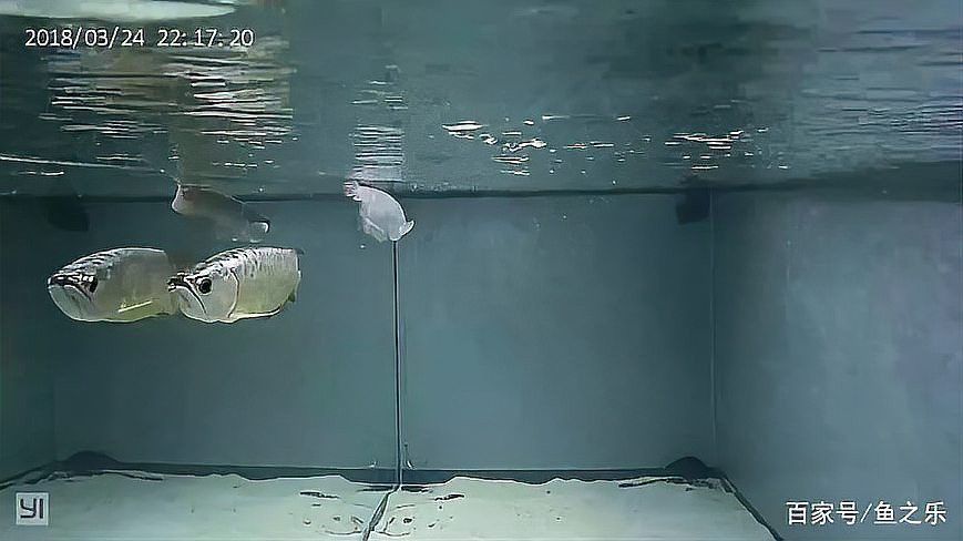 彩蝶埃及缸可以養龍魚嗎視頻