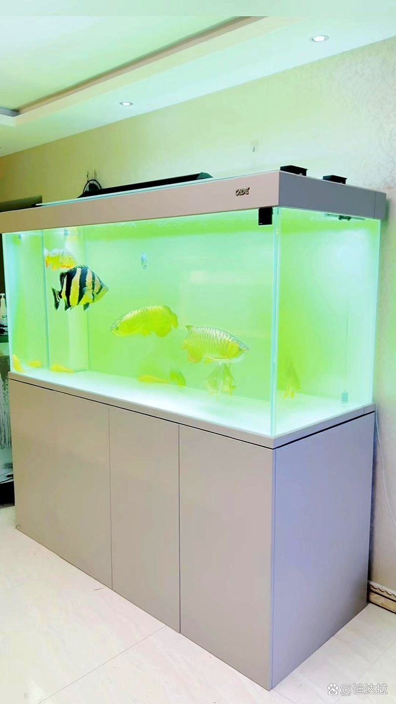 彩蝶埃及缸可以養龍魚嗎視頻