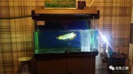 龍魚怎么養長得快：怎樣才能讓龍魚快速生長