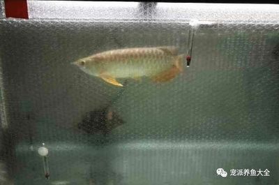 養龍魚的魚缸一個月用多少電費合適呢？：養龍魚的魚缸一個月用多少電費合適養龍魚的魚缸一個月用多少電費