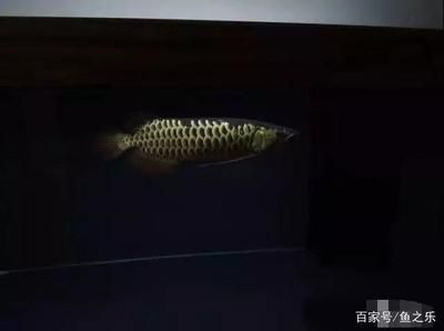 養龍魚的魚缸一個月用多少電費合適呢？：養龍魚的魚缸一個月用多少電費合適養龍魚的魚缸一個月用多少電費