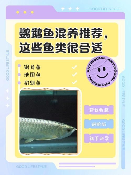 銀龍魚(yú)可以和什么魚(yú)一起養(yǎng)鸚鵡魚(yú)呢圖片