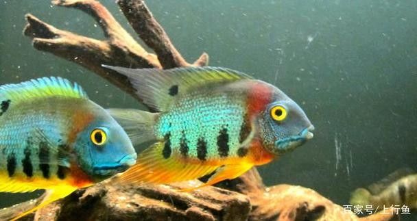 銀龍魚(yú)可以和什么魚(yú)一起養(yǎng)鸚鵡魚(yú)呢圖片