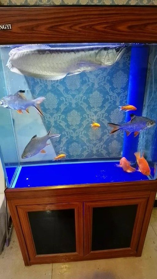銀龍魚(yú)可以和什么魚(yú)一起養(yǎng)鸚鵡魚(yú)呢圖片
