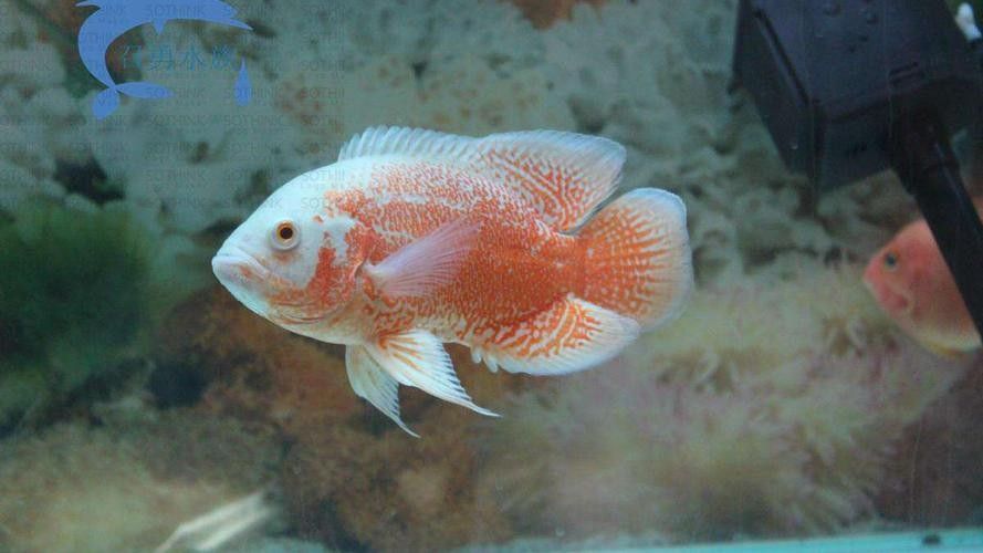 銀龍魚(yú)可以和什么魚(yú)一起養(yǎng)鸚鵡魚(yú)呢圖片