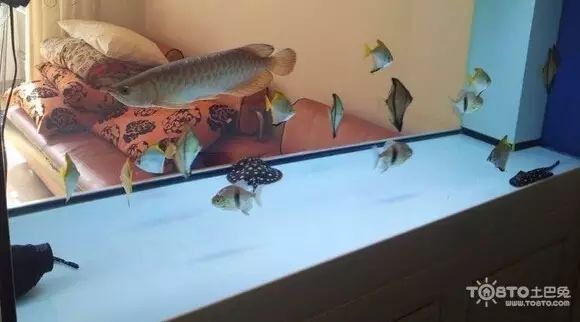 銀龍魚(yú)可以和什么魚(yú)一起養(yǎng)鸚鵡魚(yú)呢圖片