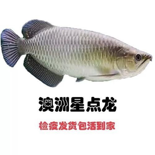 龍魚有小型的嗎圖片