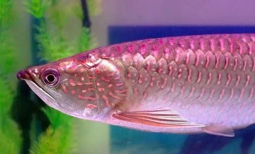 龍魚有小型的嗎圖片