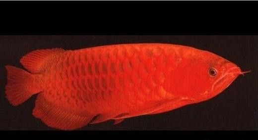 龍魚有小型的嗎圖片