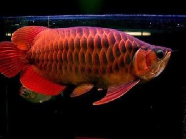 龍魚有小型的嗎圖片