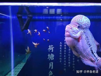 金龍魚的飼養條件：飼養金龍魚需要考慮以下幾個關鍵條件