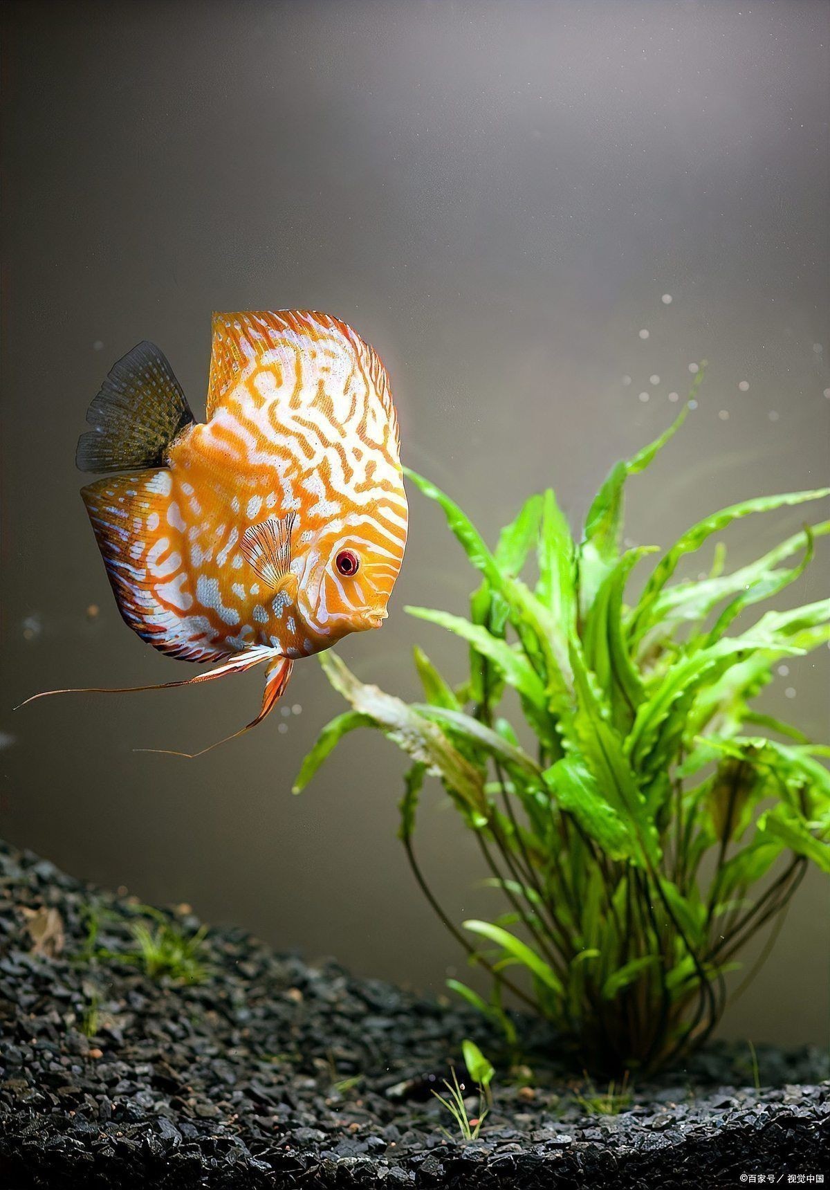 能再推薦幾種好養的熱帶魚嗎？