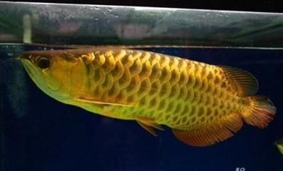 高背金龍魚發(fā)色：高背金龍魚的發(fā)色是一個(gè)相對(duì)復(fù)雜的過程，它涉及到多種因素