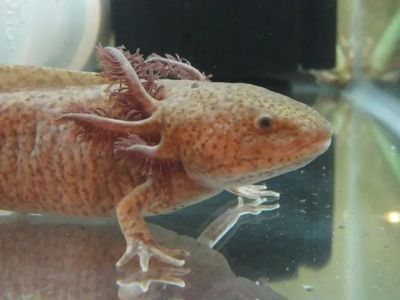 六角恐龍魚 水位：六角恐龍魚的水位管理