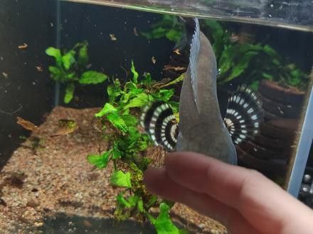 幻彩紅寶石雷龍魚多久成體