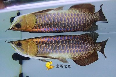 金龍魚身上有斑點怎么辦：金龍魚身上出現斑點怎么辦