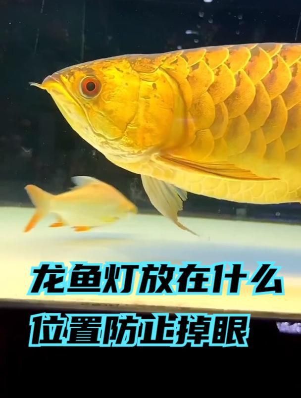龍魚燈如何防掉眼