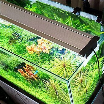 養龍魚魚缸燈一直開的嗎
