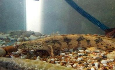 虎紋恐龍魚的壽命是多少年，虎紋恐龍魚的壽命通常在10到15年左右，其壽命可能會更長