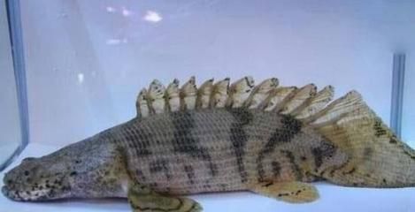 虎紋恐龍魚的壽命是多少年，虎紋恐龍魚的壽命通常在10到15年左右，其壽命可能會更長