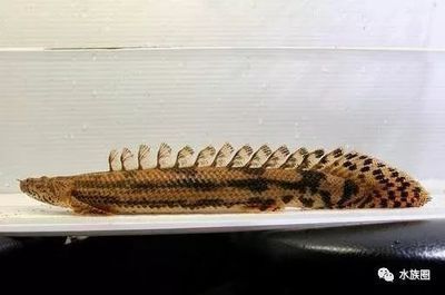 虎紋恐龍魚的壽命是多少年，虎紋恐龍魚的壽命通常在10到15年左右，其壽命可能會更長