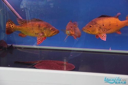 如何判斷藍背龍魚的品相好壞：如何判斷藍背龍魚的品相？