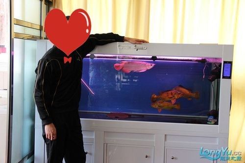 如何判斷藍背龍魚的品相好壞：如何判斷藍背龍魚的品相？